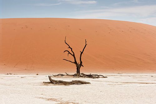 Een dode boom in de Namib woestijn, Namibië, Sossusvlei locatie. Deadvlei is een witte kleipan geleg