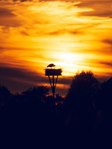 Stork at sunset