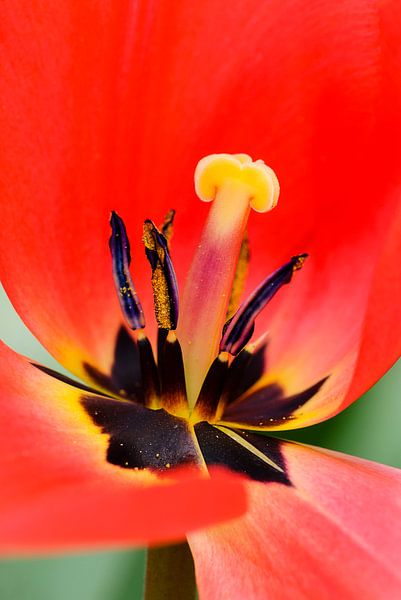 Tulipe rouge à proximité par Martin Stevens