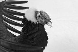 Andean condor with wings spread over his head, portrait black and white photo by Michael Semenov