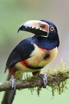 Birds of Costa Rica: Collared Aracari (Collared Aracari) by Rini Kools