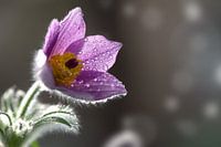 Pasque flower