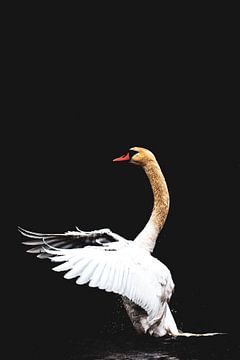 Swan Dance one color van Foto Studio Labie
