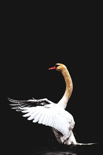 Danse du cygne une couleur par Foto Studio Labie