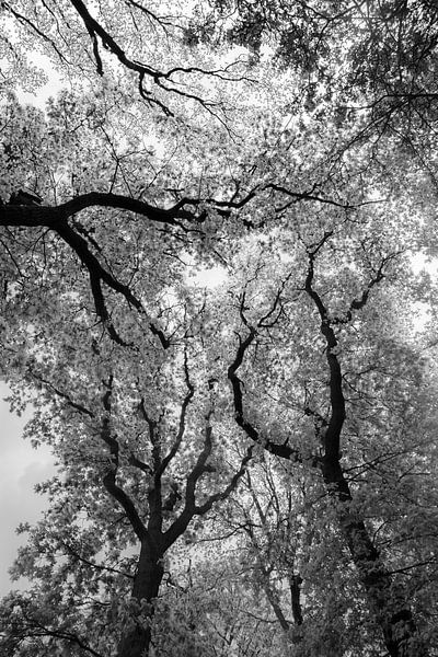 tall trees catch a lot of wind.....for by Dick Kattestaart