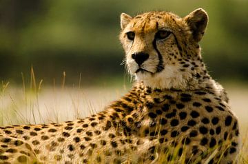 Gepard, Panther auf der Suche von Ellinor Creation