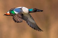 Drake Northern Shoveler (Anas clypeata) by Beschermingswerk voor aan uw muur thumbnail