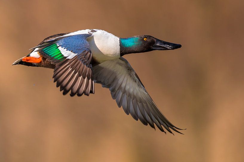 Drake Northern Shoveler (Anas clypeata) by Beschermingswerk voor aan uw muur