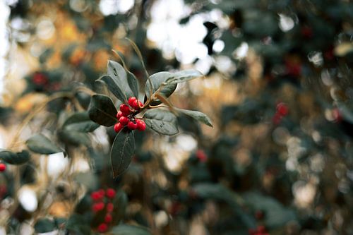 Le houx aux baies rouges