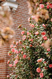 Bloemen van Myrthe Vlasveld