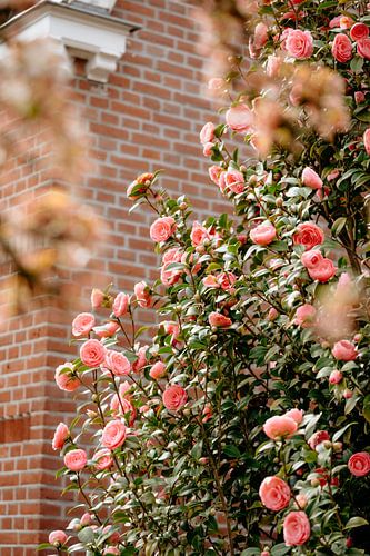Bloemen
