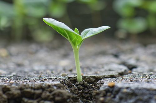 Spruit doorbreekt aarde in minimalistisch beeld