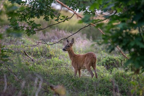 Ree on the heath at the edge of the forest