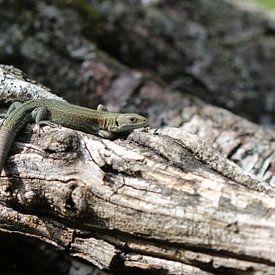 Boshagedis van Matthias Brix