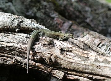 Lézard vivipare sur Matthias Brix
