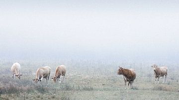 GRAZENDE WILDE KOEIEN van Algon Photography