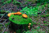 Moss-covered tree stump with mushrooms - Schiltach