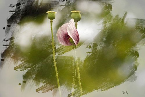 klaproos in groen  geschetst