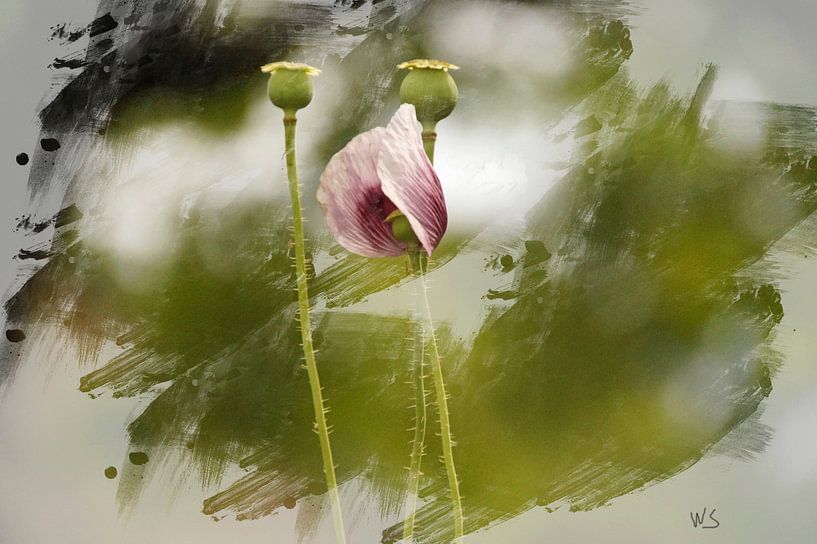 Mohn in grün skizziert von wil spijker