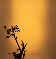 Silent Stimulance (two )
