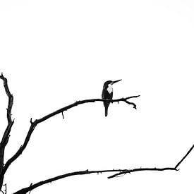 Ijsvogel in zwart wit in India van Part of the vision