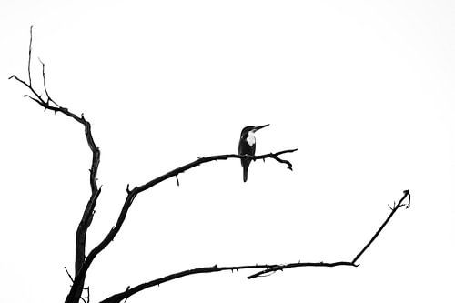 Ijsvogel in zwart wit in India