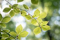 Fresh beech leaves 2 by Danny Budts thumbnail