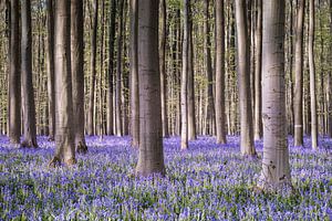 Märchenhaftes Hallerbos IV - Hyazinthenfest 2025