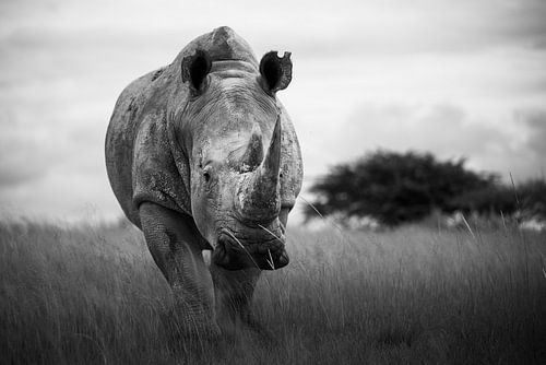 In het oog van de neushoorn