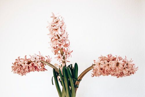 drie roze hyacinten