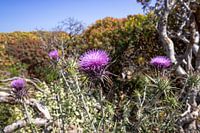 Beautiful purple thistle flowers on Gramvoussa, Crete | Travel photography