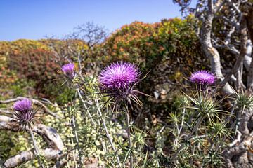 Magnifiques fleurs de chardon violet à Gramvoussa, Crète | Photographie de voyage sur Kelsey van den Bosch