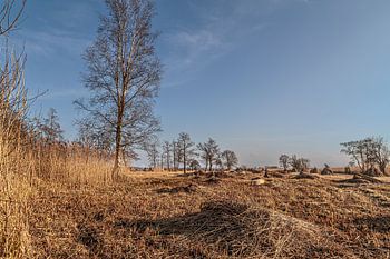 De Weerribben en Wieden; een rietsnijder aan het werk!