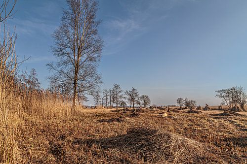 De Weerribben en Wieden; een rietsnijder aan het werk!
