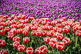 Tulpen Velden von Erika Gallegos