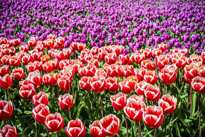 Tulip Fields by Erika Gallegos