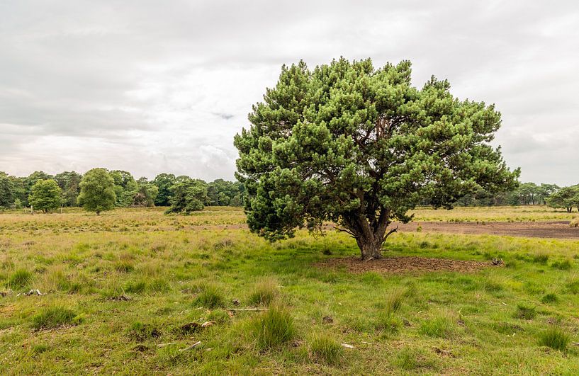 Grove den op Strijbeekse Heide von Ruud Morijn