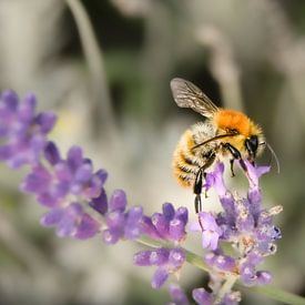 Le printemps dans le jardin / l'abeille sur la lavande 2 sur Miranda Palinckx