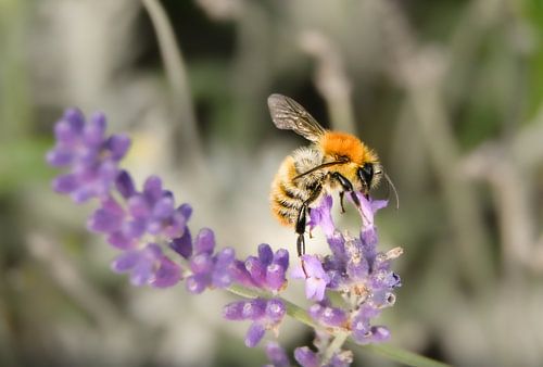 Frühling im Garten / Biene auf Lavendel 2