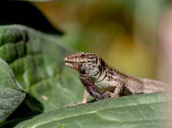 Wall lizard with prey