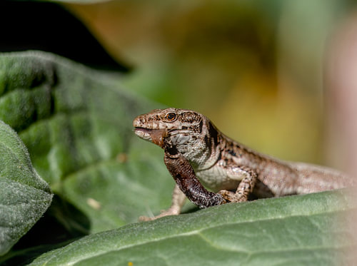 Wall lizard with prey
