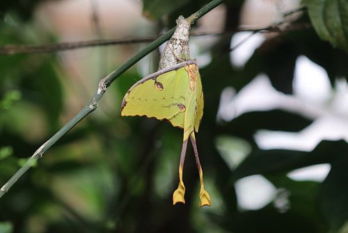 Comet butterfly or comet moth