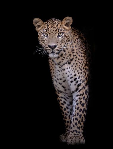 Konzentration! Porträt eines ausgewachsenen Panthers vor schwarzem Hintergrund