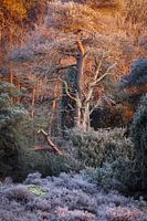 After a cold winter night at the Dwingelderveld National Park in Drenthe, the warm morning sun warms