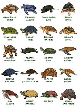 Overzicht van verschillende schildpadsoorten van Pixelbull Design