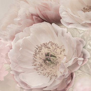 Soft Pastel Peony. 2. by Alie Ekkelenkamp