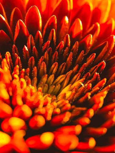 Gerbera Pomponi / Bloem / Bloemblaadjes / Natuur /  Lens flare / Licht / Rood / Oranje / Geel / Wit 
