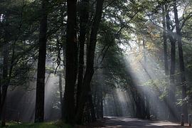 Sunshine by Martijn Grimme