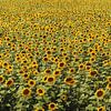 Sonnenblumen von Kees de Knegt