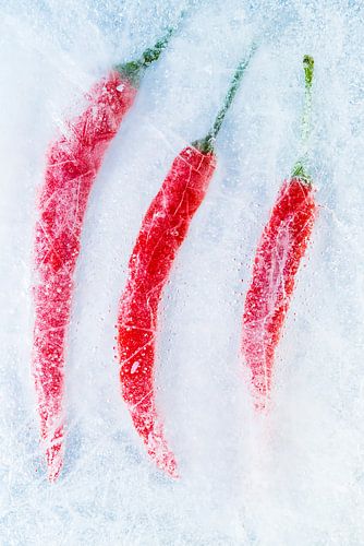 Des poivrons rouges sur de la glace. sur Hennnie Keeris